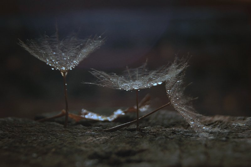 природа осень роса тени лес трава листья макро дождь Пахнет осень дождем... фото превью