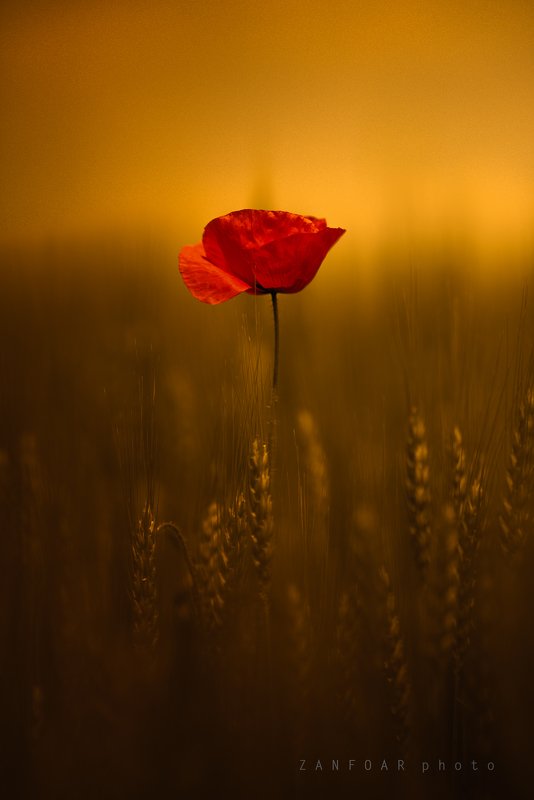 волшебные маки, маки,zanfoar,czech republic,чехия,nikon d750,nature,macro,flowers Волшебные маки фото превью