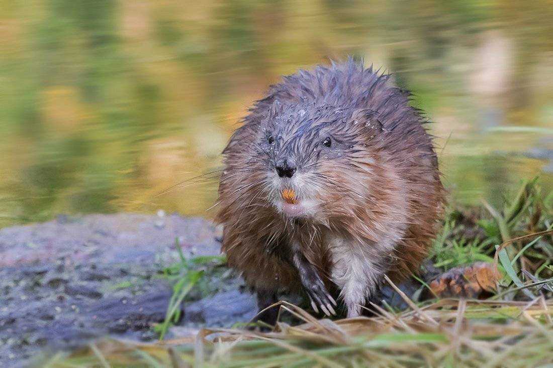 ондатра, осень, река, берег, Наталия Сытина