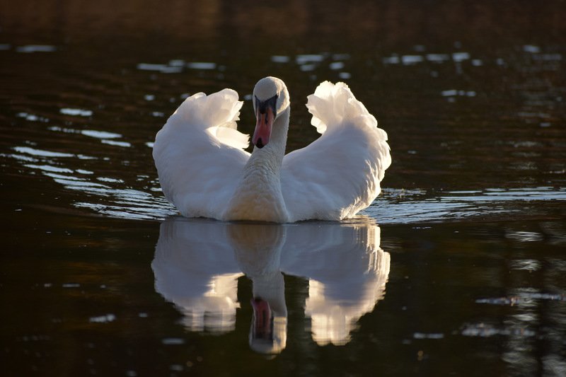 Лебедь-шипун фото превью