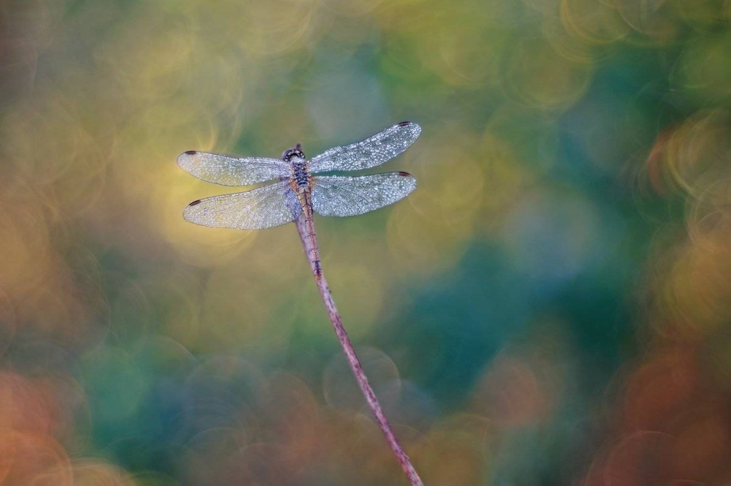 , Чепленко Алексей