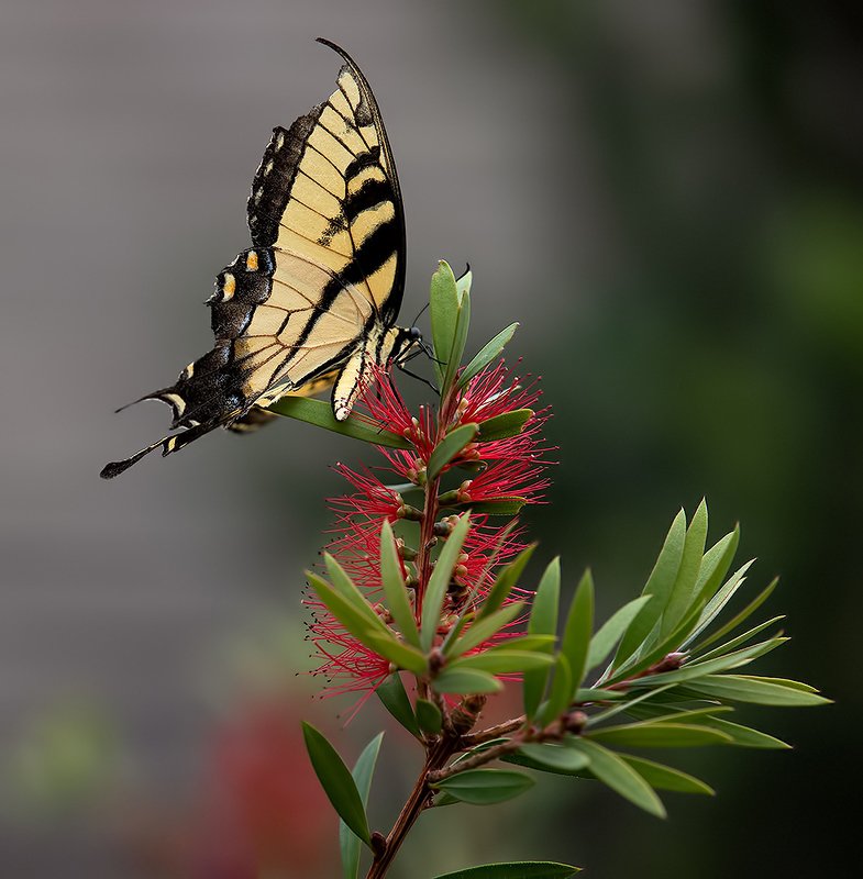 махаон, бабочка, макро, природа,nature Бабочка Papilio glaucus. Парусник главк фото превью
