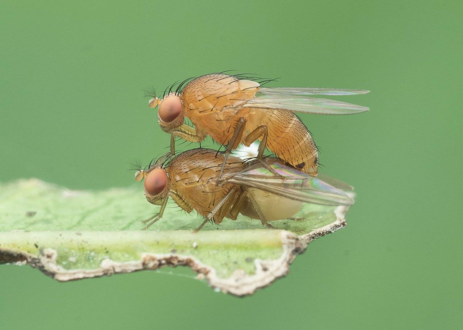 #macro#colors#mating, Choo How Lim
