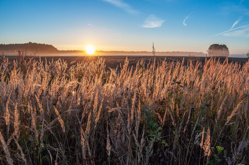 утро, рассвет, поле, туман, солнце *** фото превью