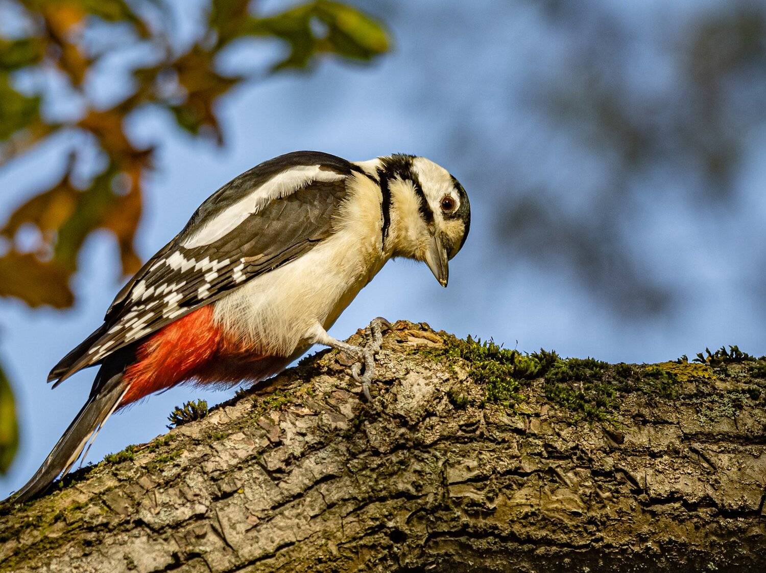 , Курлянцев Алексей