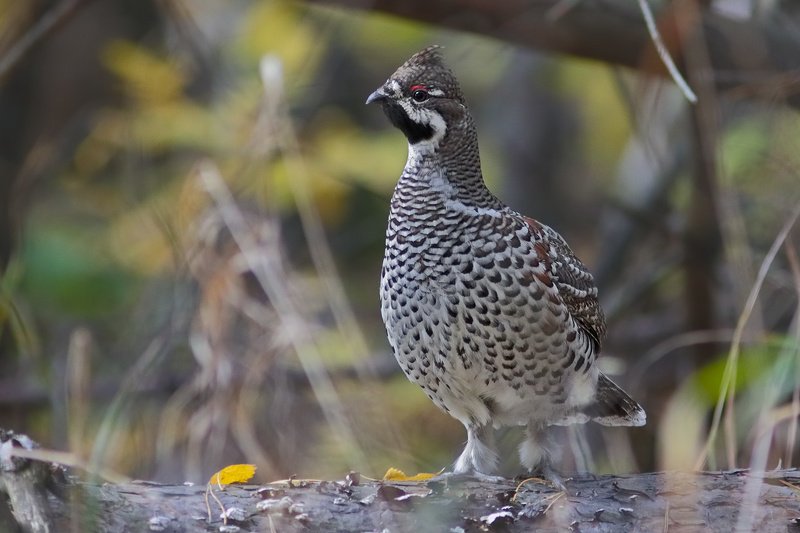 осенью фото превью