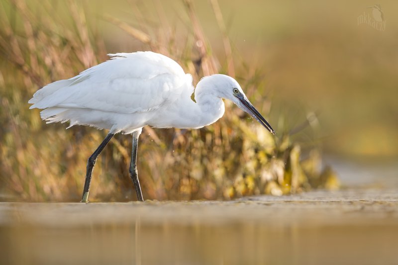 Little egret with a shrimp фото превью