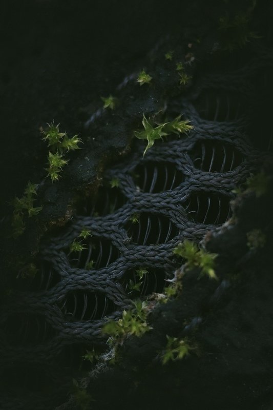 макро, мох Кроссовки, заросшие мхом фото превью