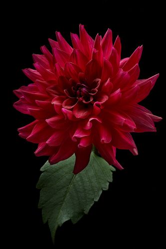 Dahlia