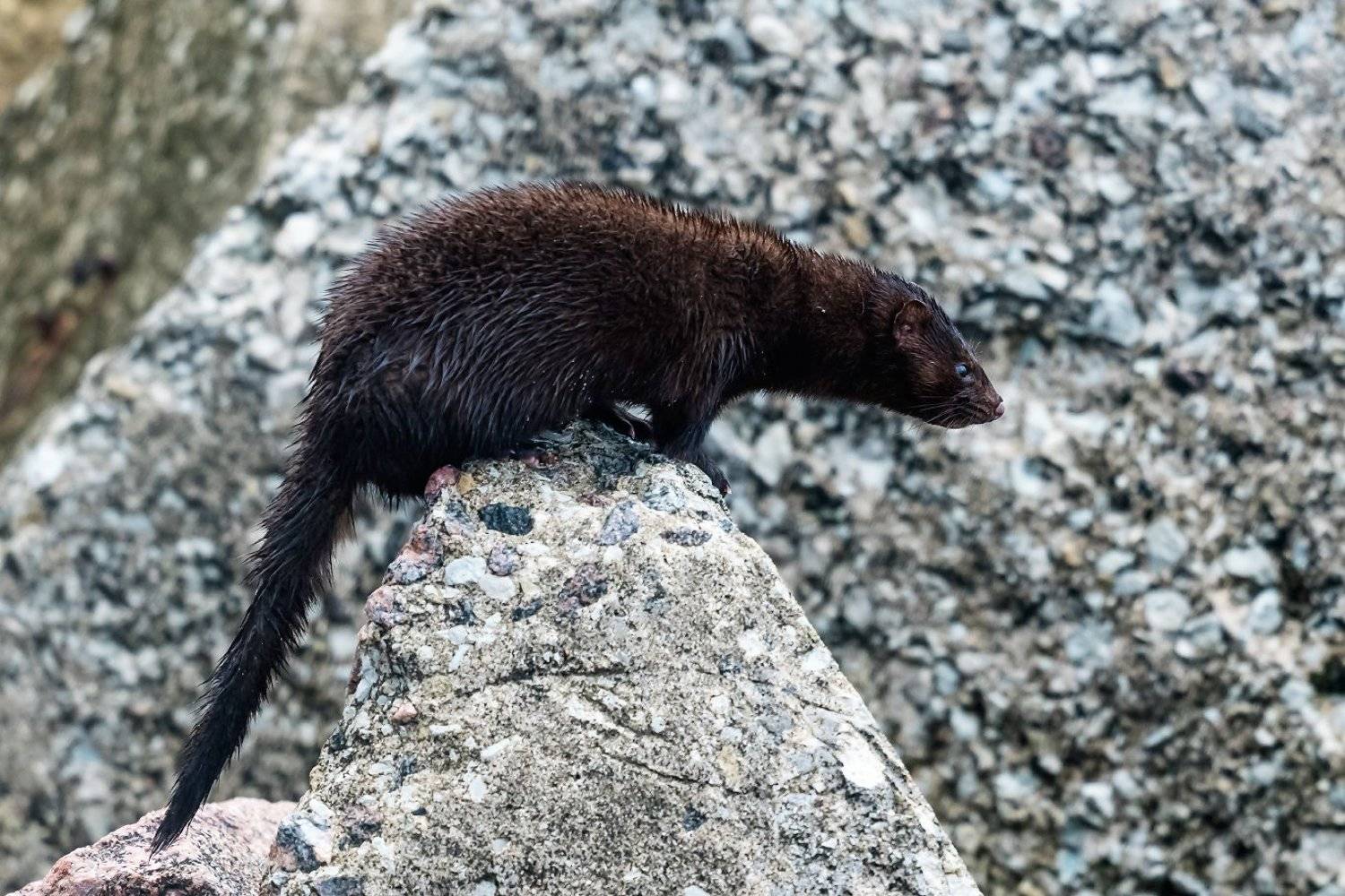 , Александр Абросимов