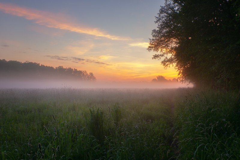 рассвет, туман, лес, пейзаж, утро, луг, dawn, fog, forest, landscape, morning, meadow На рассвете фото превью