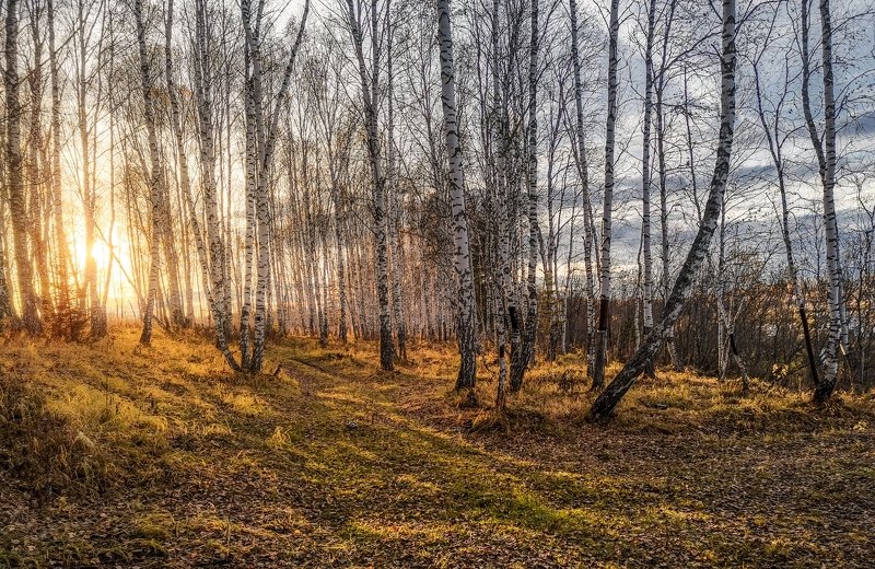 Вечерние прогулки с телефоном фото превью