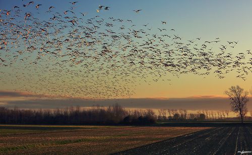 Птицы и тени..
