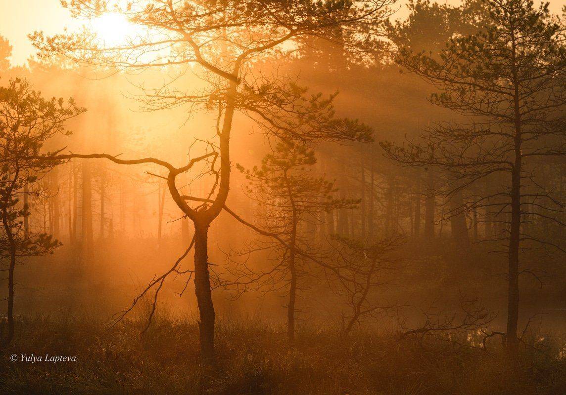 ленинградская область,рассвет,осень,утро,болото, Юлия Лаптева