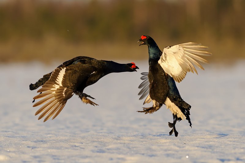 Танцы на снегу. фото превью