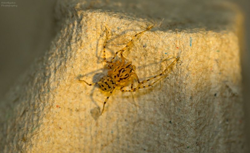 макро, пауки, природа, macro, spiders, nature, Паук-плевака фото превью