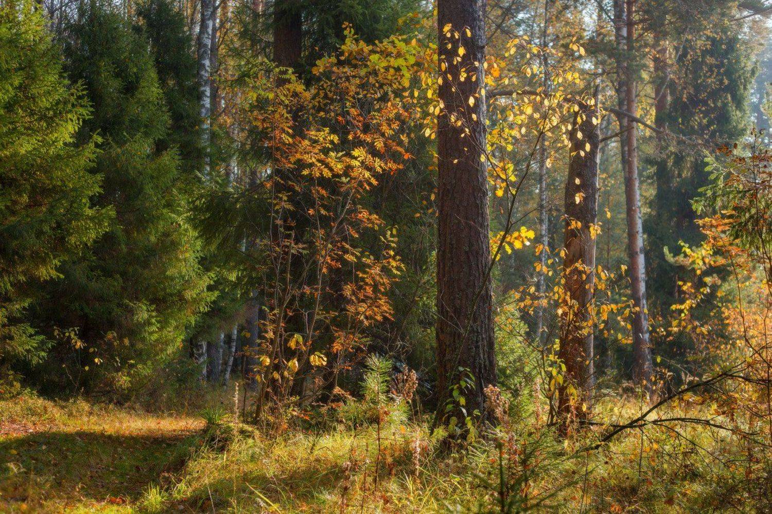 утро, лес, осень, октябрь, свет, Дмитрий Алексеев