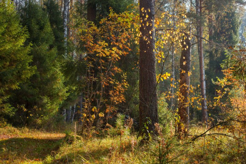 утро, лес, осень, октябрь, свет Осенний сюжет фото превью