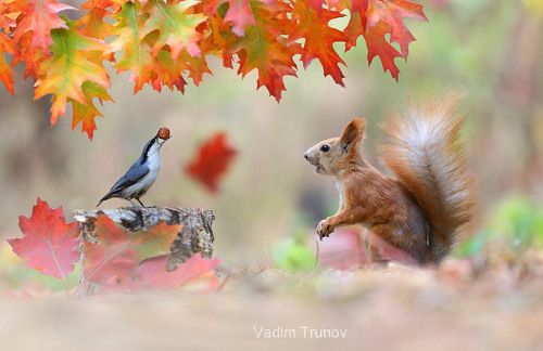 Мой орешек!