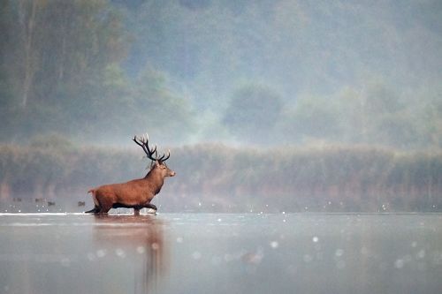 A Morning Bath