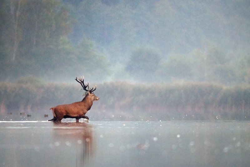 red deer, deer, wildlife, олень A Morning Bath фото превью