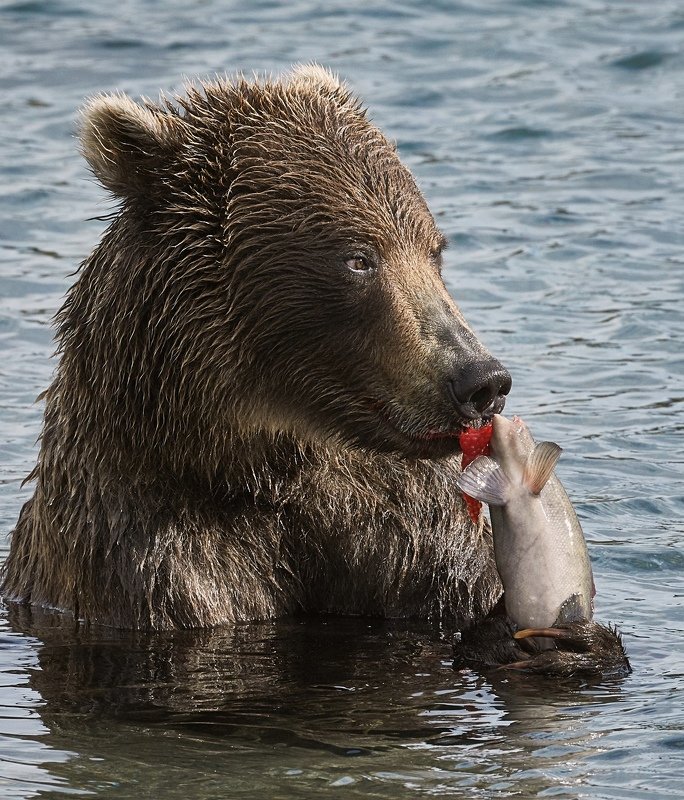 Медведь Камчатка дикие животные  Мороженое с икрой  фото превью