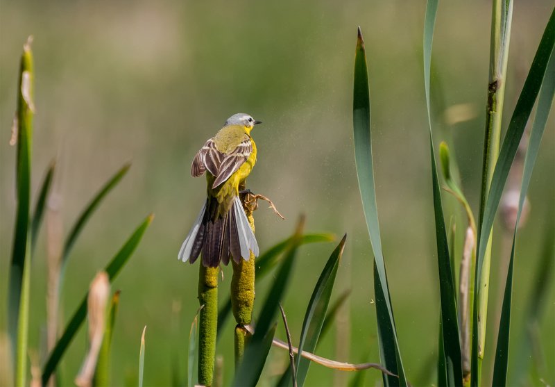 птица, жёлтая трясогузка, эквилибристка.. фото превью