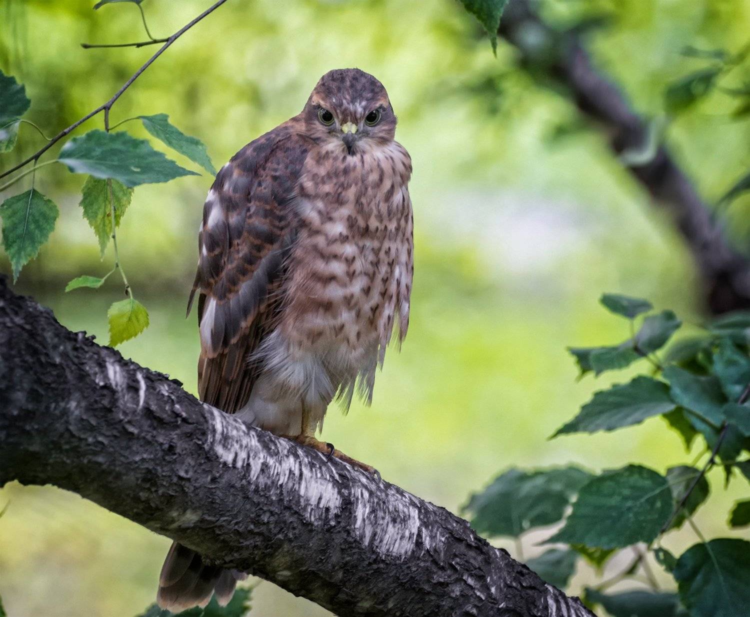 птица, ястреб,, Марина Мочалова