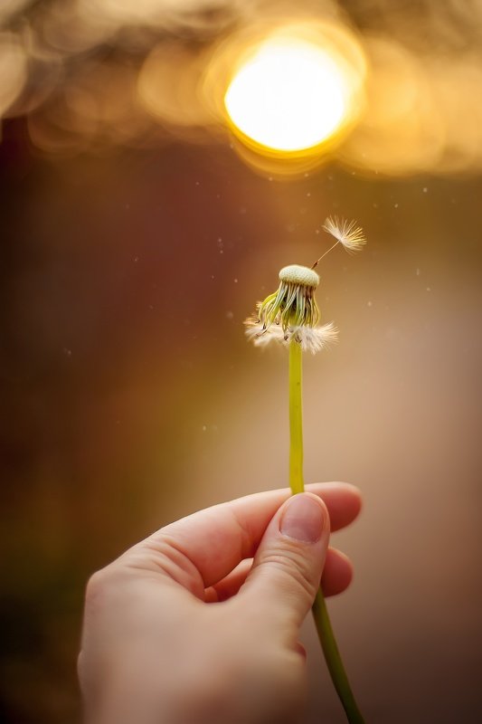 навстречу закату фото превью