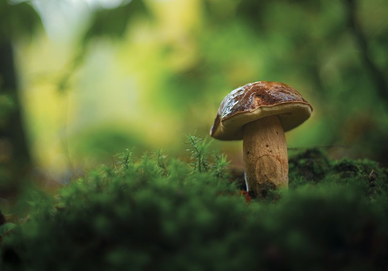 Autumn фото превью