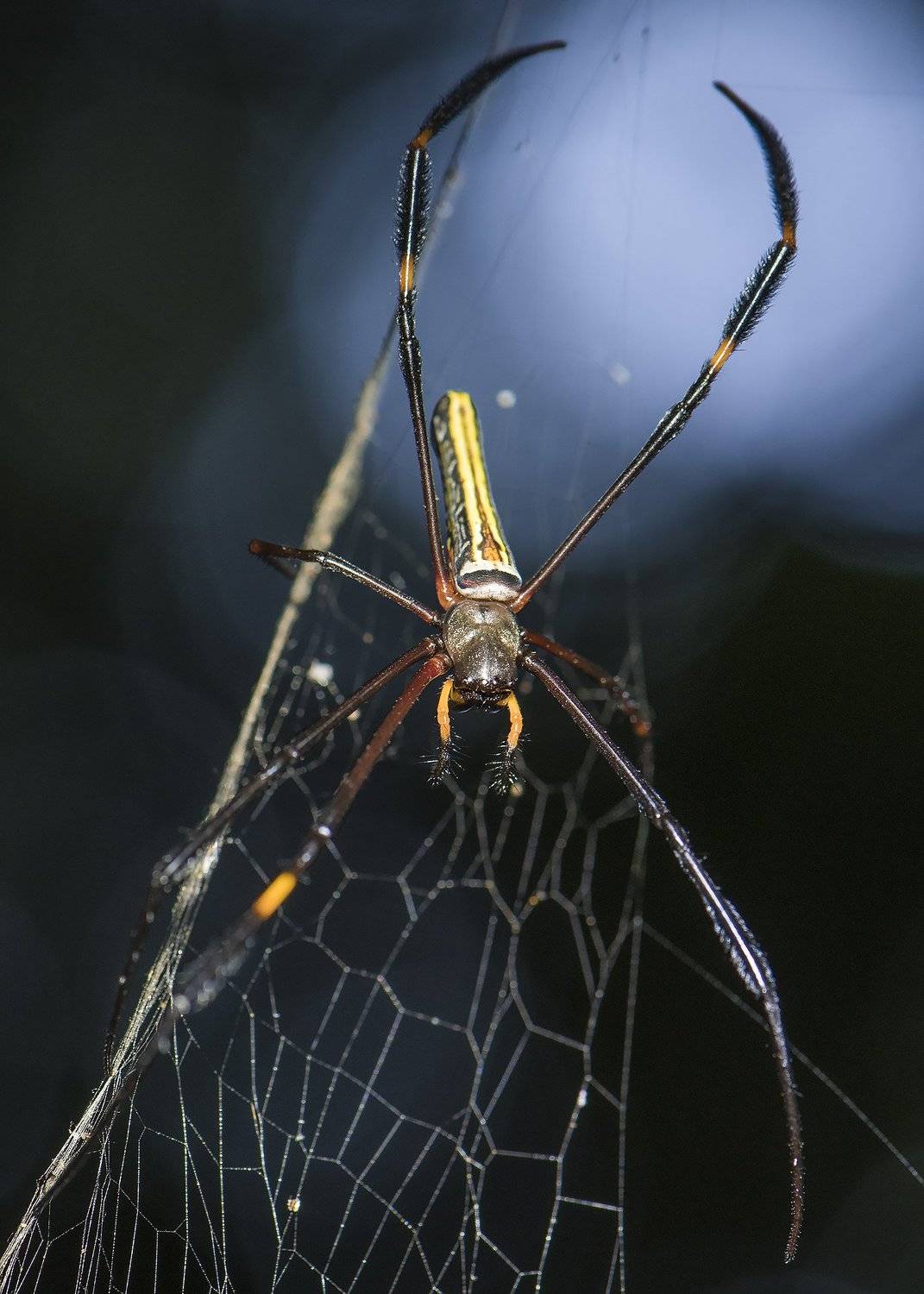 , Сергей Федоренко