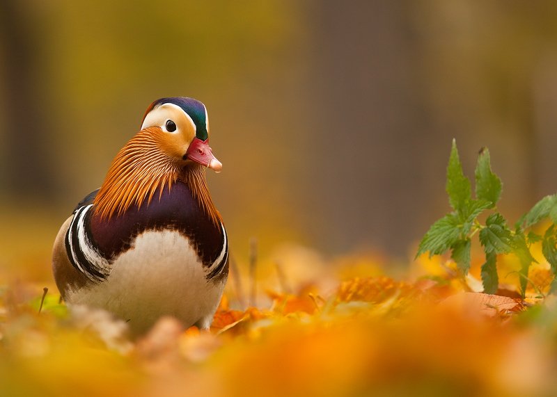 Mandarin duck фото превью