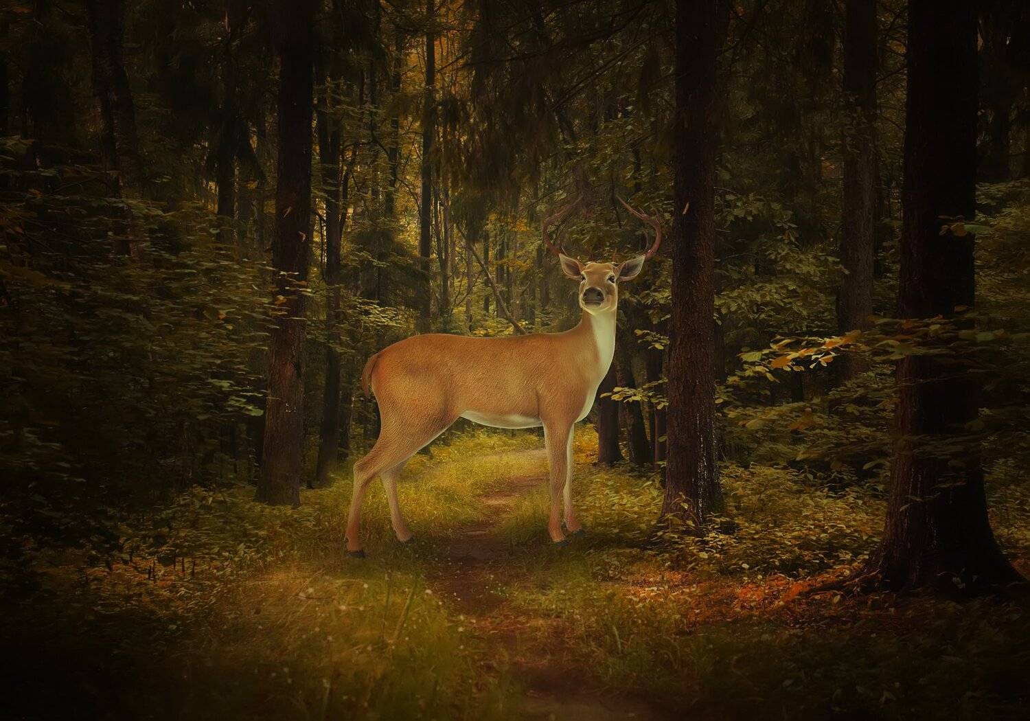 олень, лес, Sergii Vidov