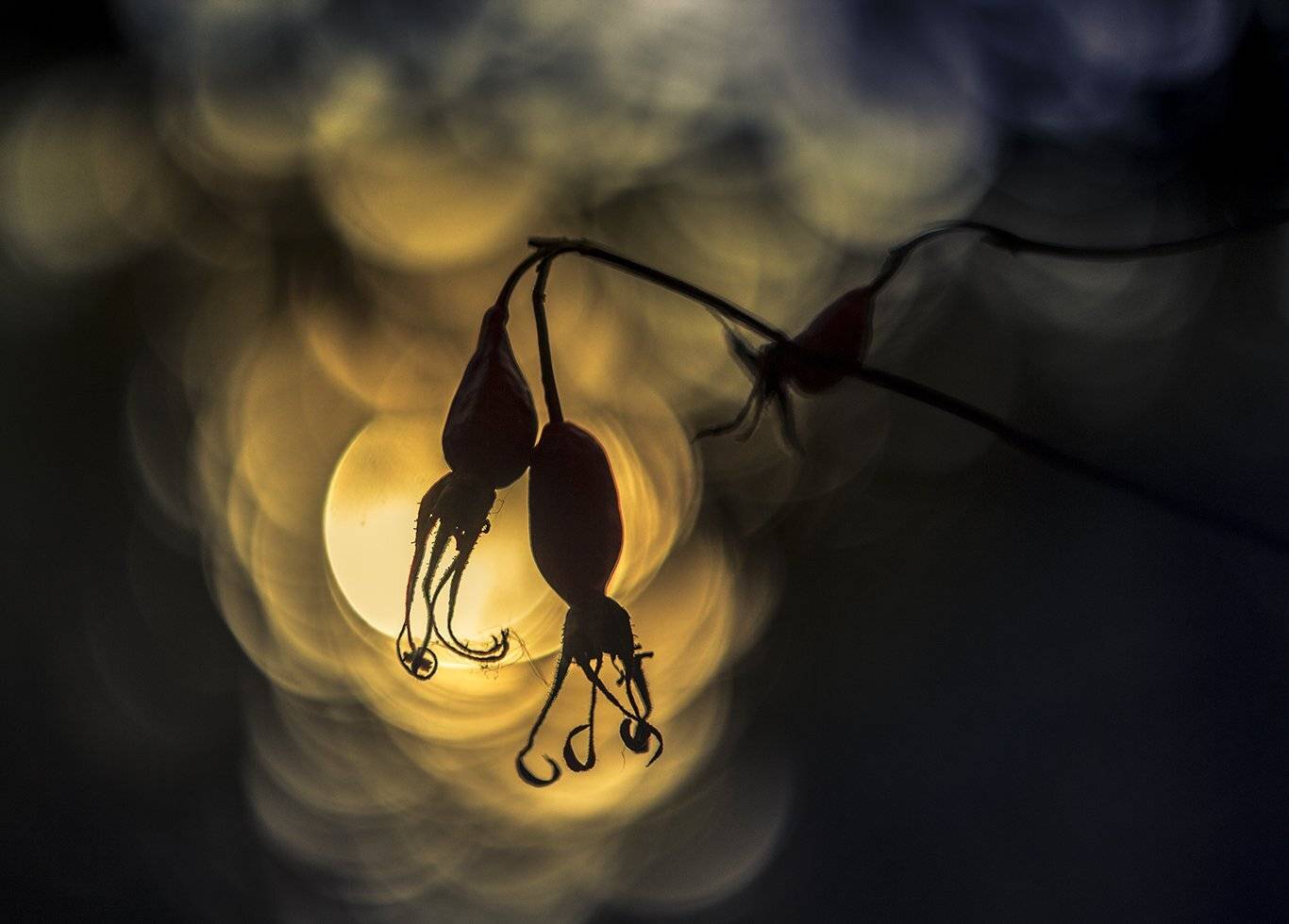 шиповник,гелиос, Елена Рубинская