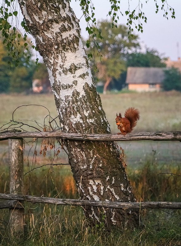 Белка песенки поет да орешки все грызет... фото превью