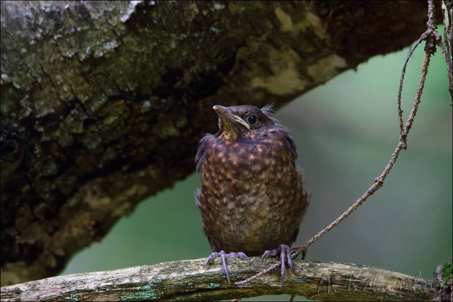 , Ковалевич А.