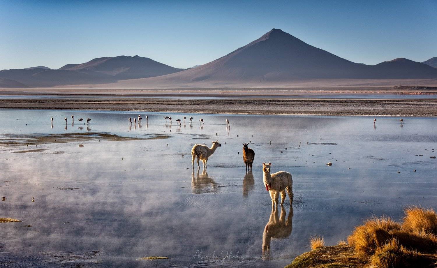 боливия, Alex Mimo