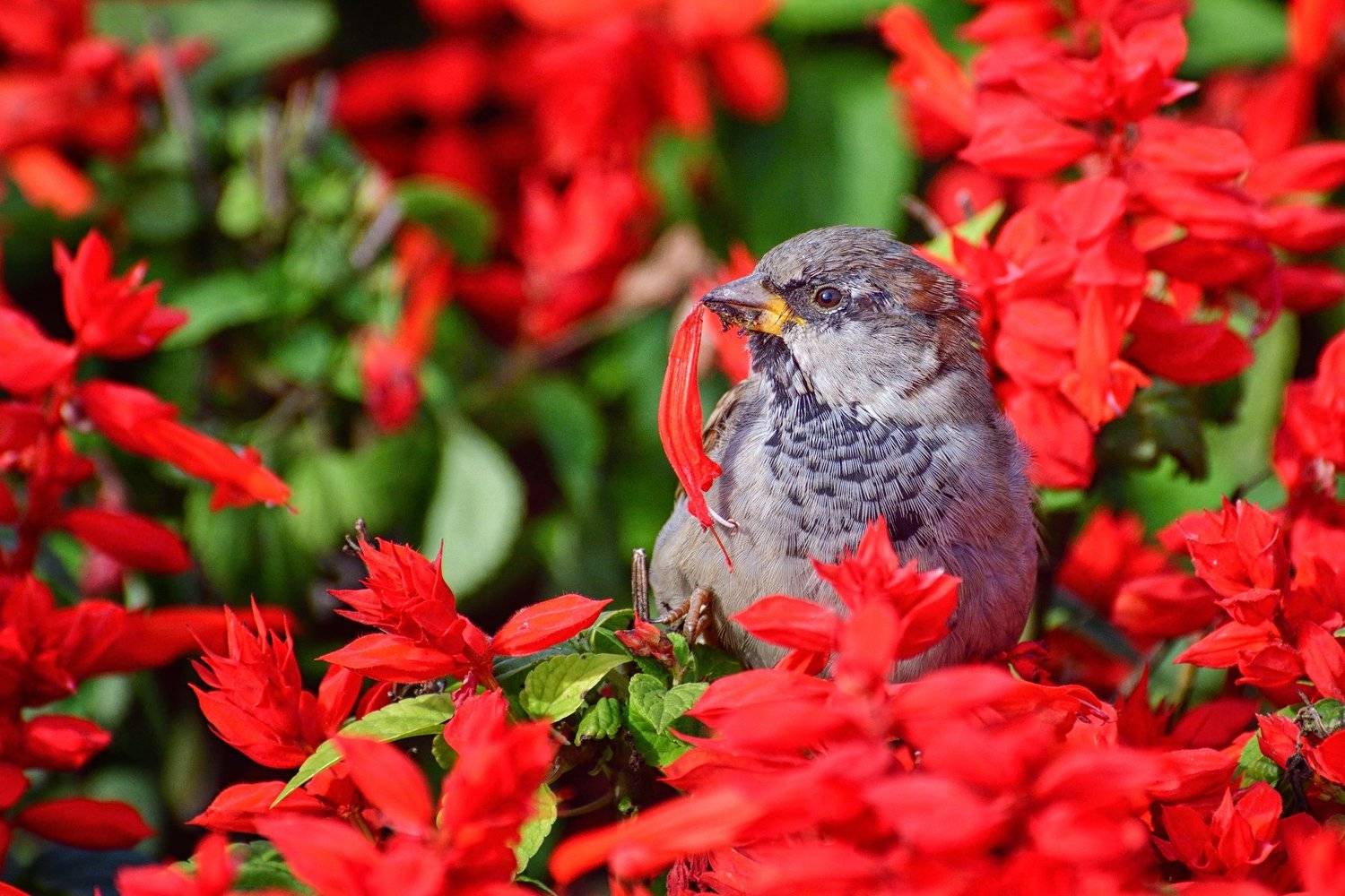 Воробьиные Истории Андрея Полякова, Андрей Поляков