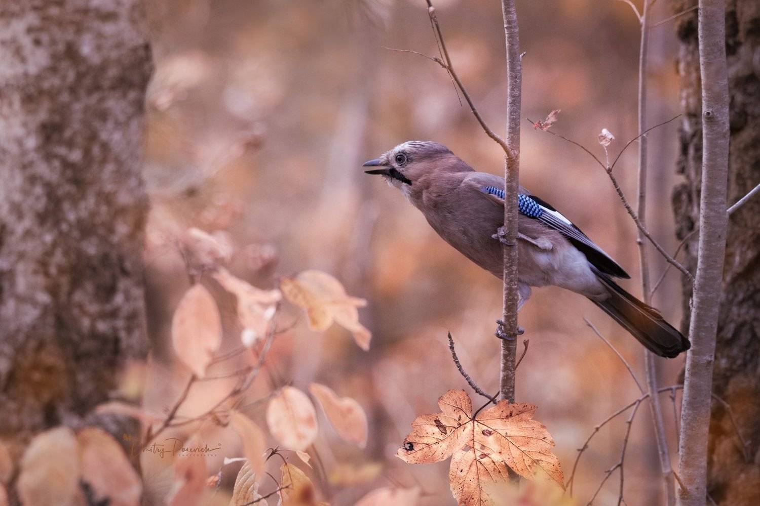 природа, лес, поля, огороды, животные, птицы, макро, Дмитрий Посевич