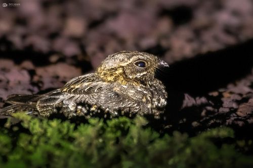 Indian nightjar