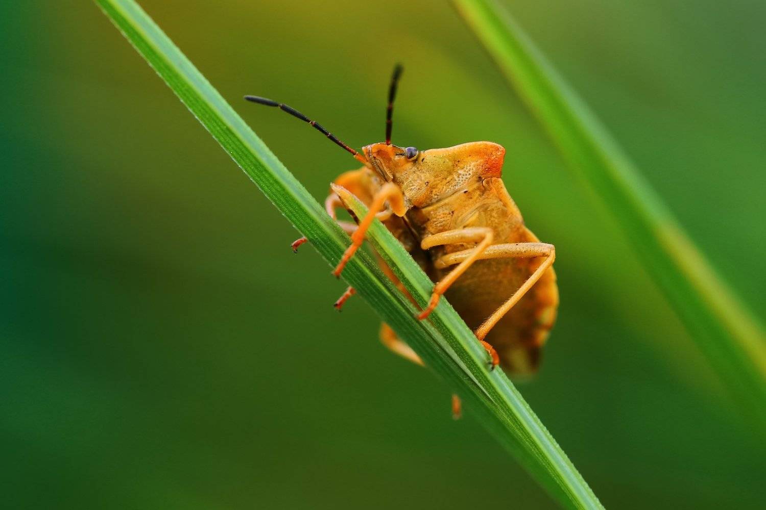 макро,природа,клоп,цвет,коричневый,зеленый,животное,растение,насекомое, Андрей Шаповалов