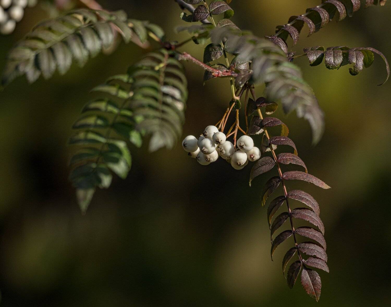 , Курлянцев Алексей