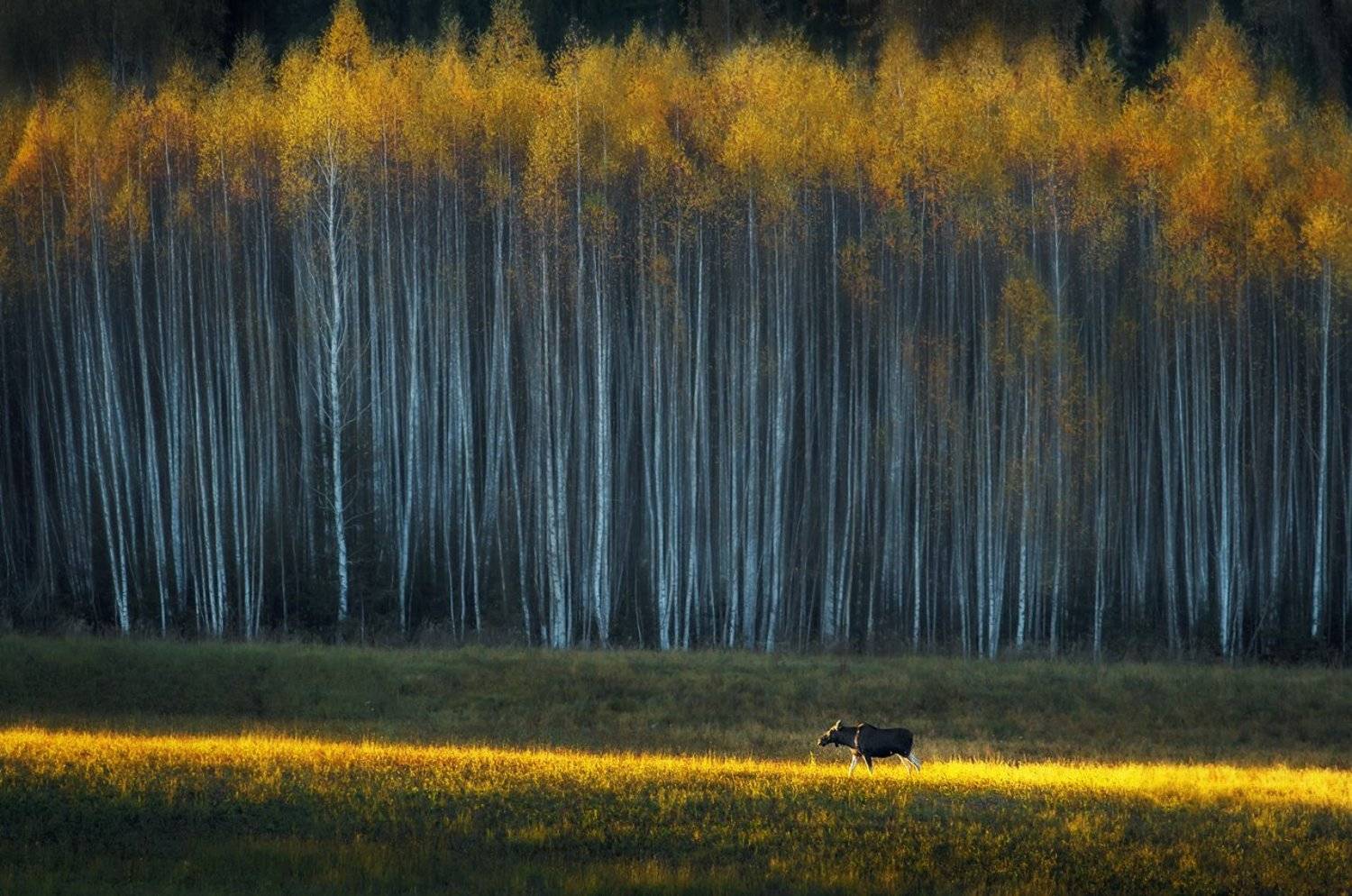 , Vyacheslav Lozhkin