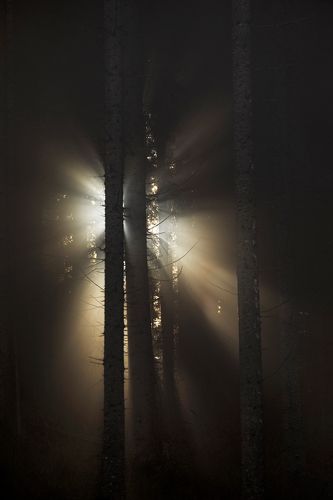 The Soul of the Forest