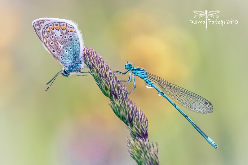Modraszek ikar- Polyommatus icarus & Pióronóg zwykły-Platycnemis pennipes. фото превью