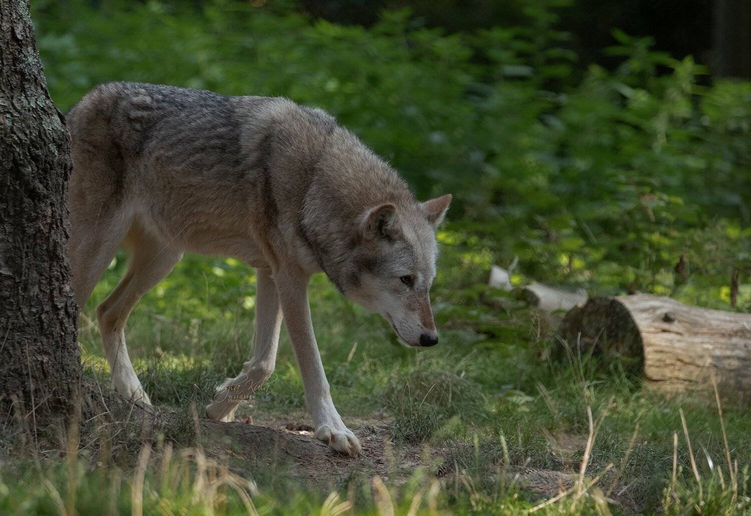 grey wolf, wolf, nature, wildlife, animals, canon, MARIA KULA