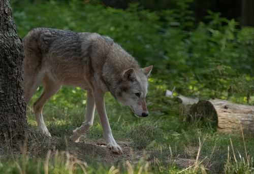 Grey Wolf