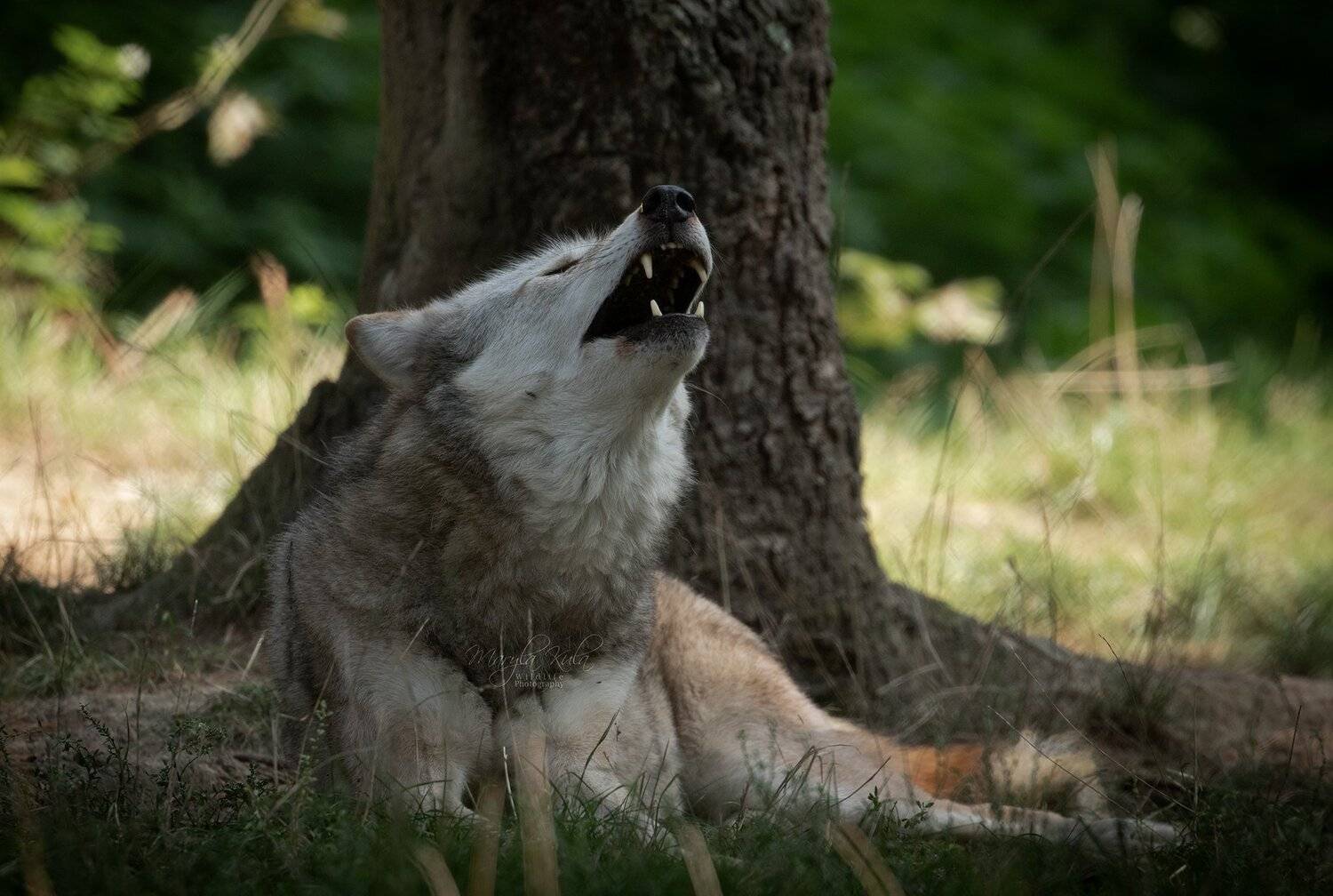 grey wolf, wolf, nature, wildlife, animals, canon, MARIA KULA