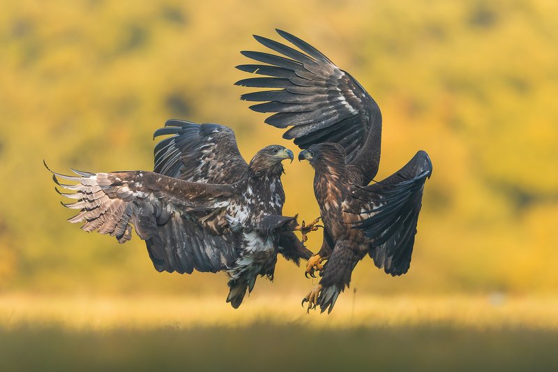 Autumn  skirmish фото превью