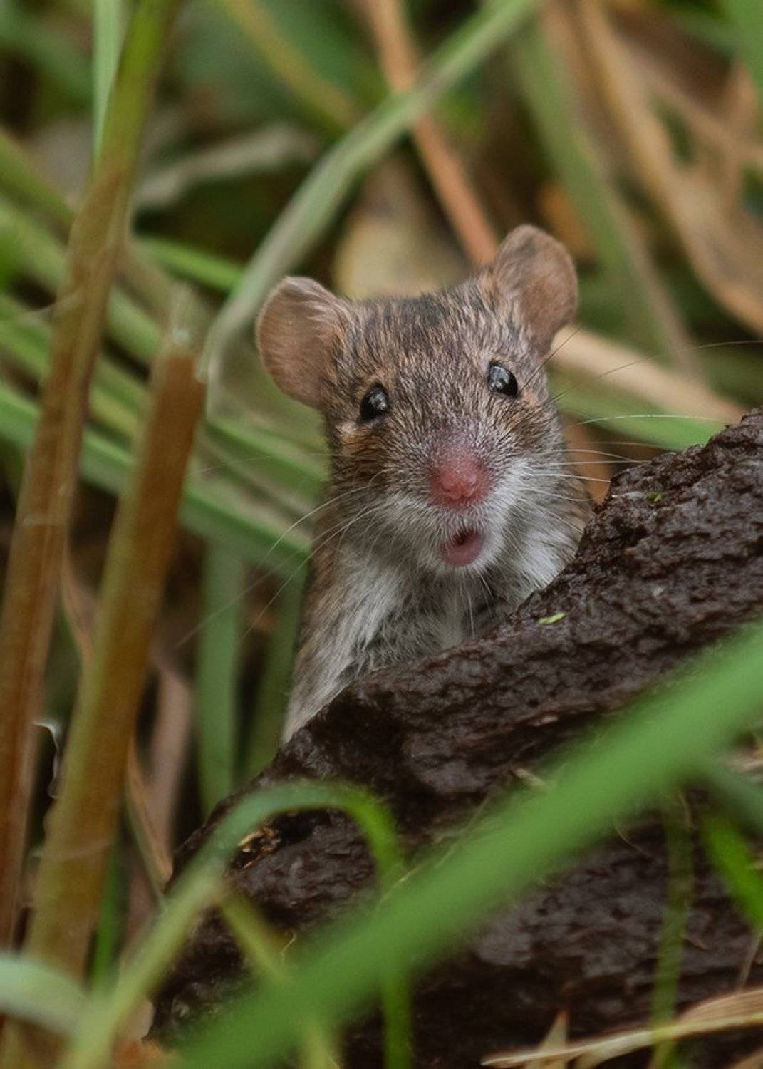 , Валерий Субачев